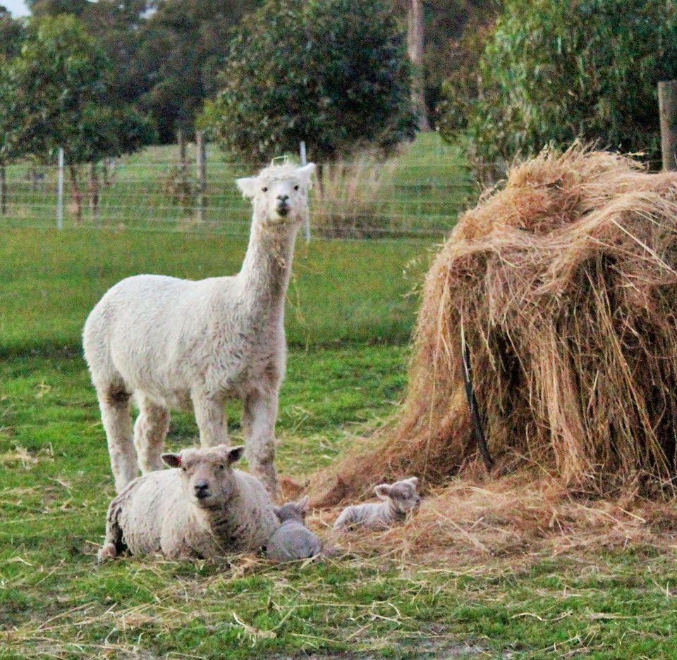 Alpaca protecting Babydoll Lambs from Foxes 