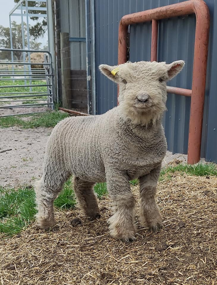 Babydoll ewe with triplet lambs 