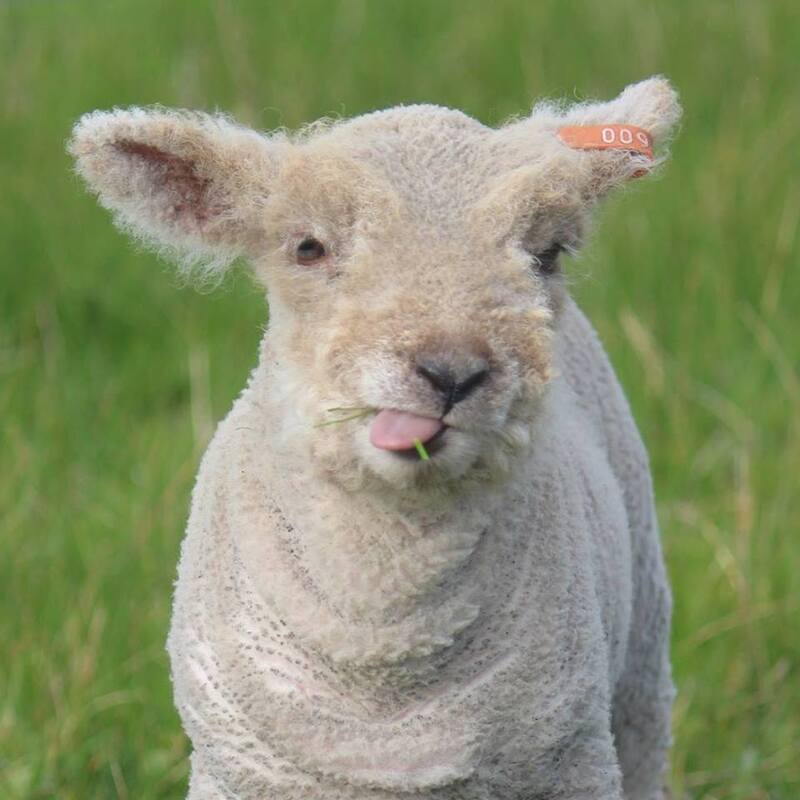 Babydoll lamb poking his tongue out