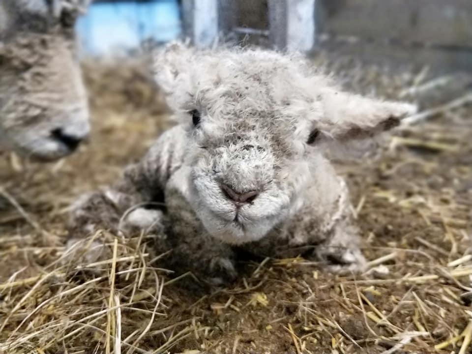 Babydoll lambs running for feed 
