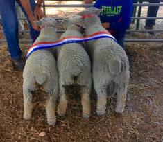 Champion winning Babydoll trio Winning Champion Breeding group at the Harvey Agricultural Show 