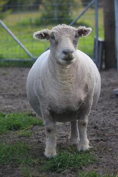 Babydoll ewe that has been shorn by the shearer
