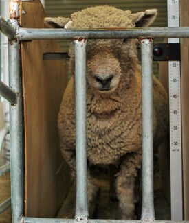 Picture Babydoll Southdown Ewe photo used for AABMGS Registration
