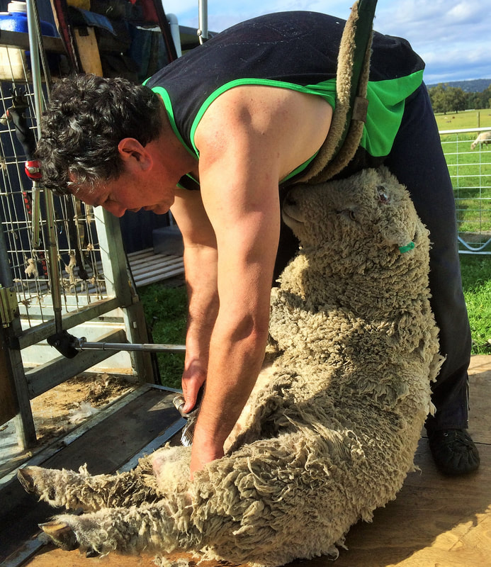 Shearing a Babydoll sheep