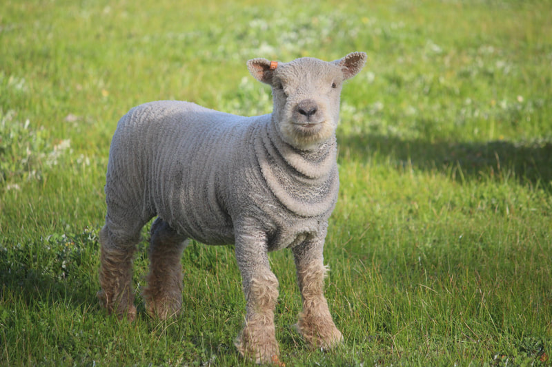 Babydoll ewe lamb with wrinkles in wool