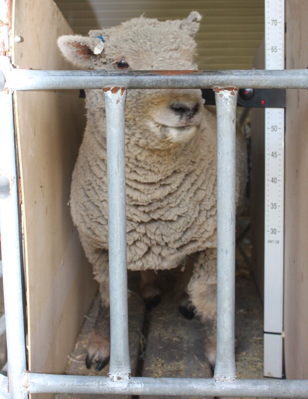 Picture Babydoll Southdown Ewe photo used for AABMGS Registration