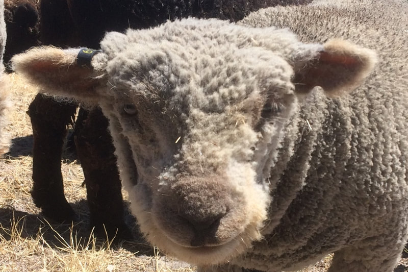 Babydoll ewe with shorn face
