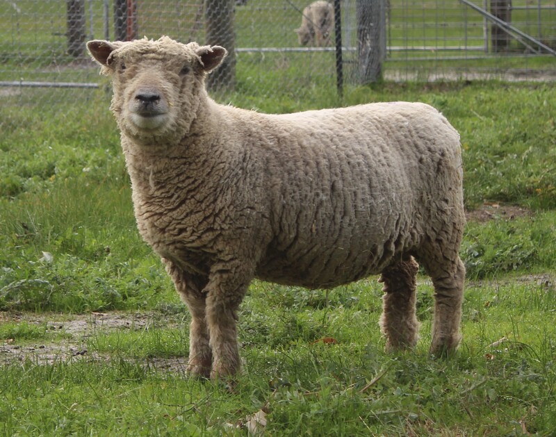 Babydoll ewe in full wool 