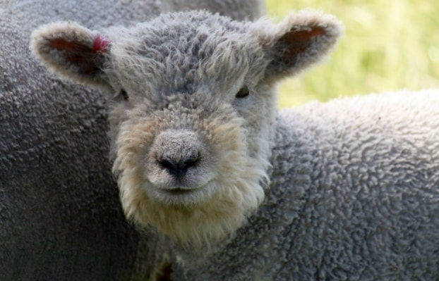 Babydoll ewe with woolly face