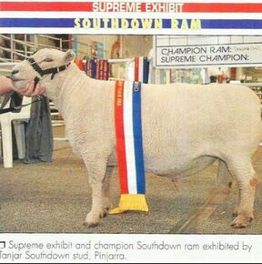 Champion Babydoll Ram Tanjar Little Spot has gained enough points to be Titled Australian Champion 