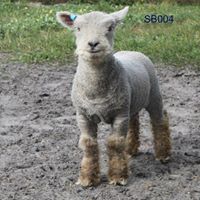 Babydoll ewe lamb 