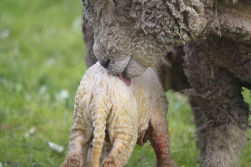  ewe meeting her newborn ewe lamb 