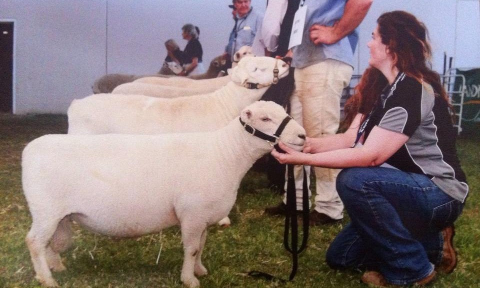 Champion Babydoll ram Tanjar Little Spot in line up for Champion ram of show Perth Royal Show 