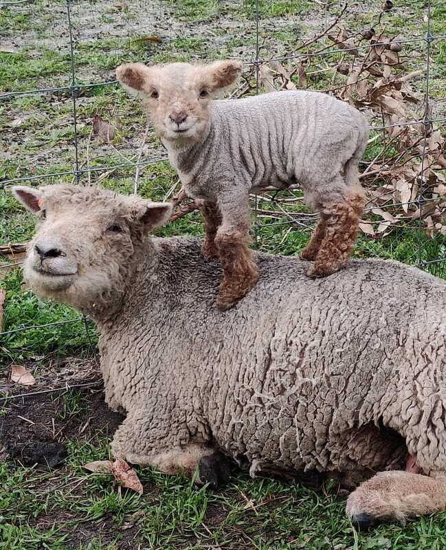 Babydoll ewes on hay