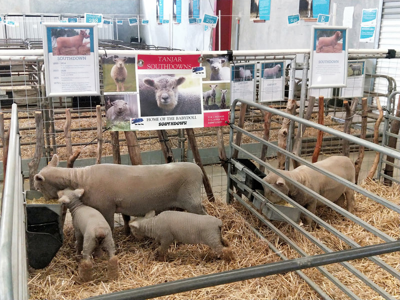 Babydoll sheep display Perth Royal Show