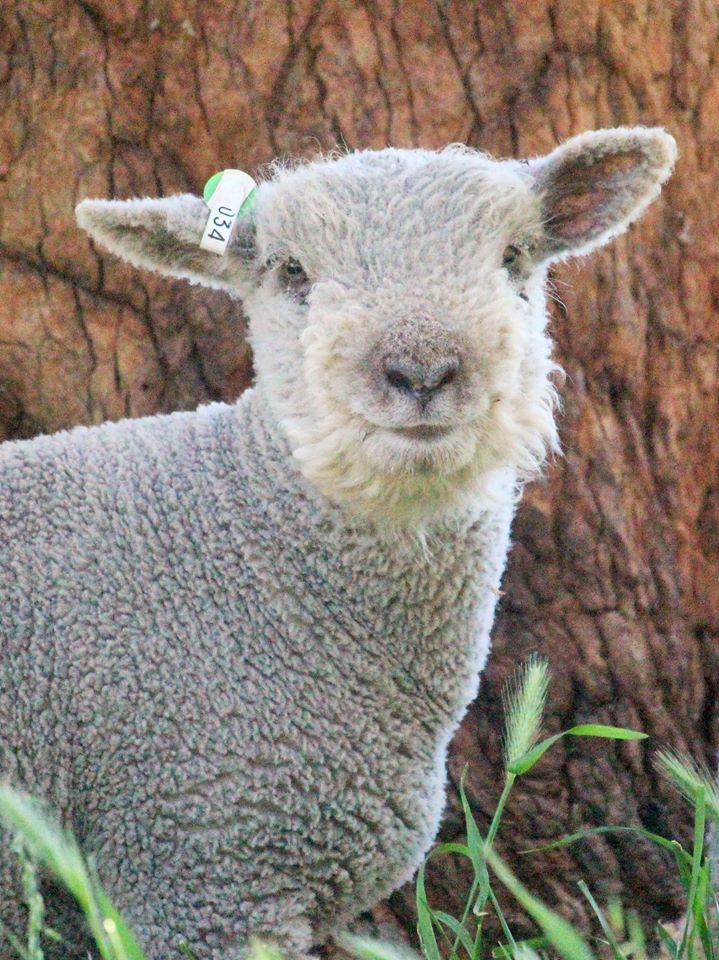 Babydoll sheep
