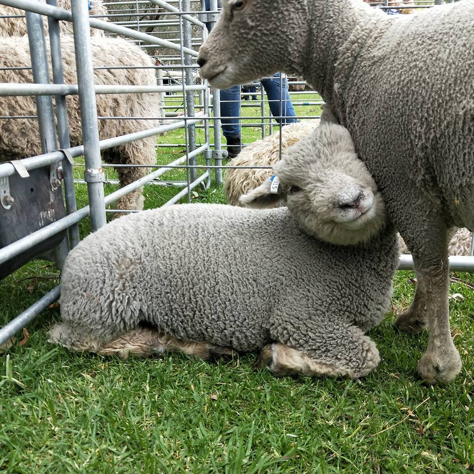 Babydoll lamb at the Kelmscott Agricultural Show 