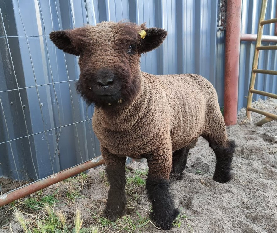Coloured Babydoll southdown sheep 