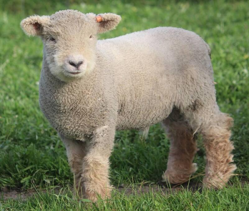 Babydoll ram lamb