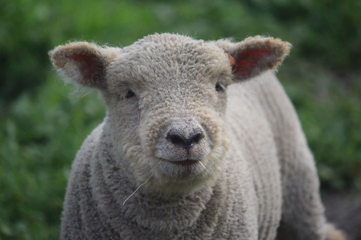 Babydoll ram lamb 