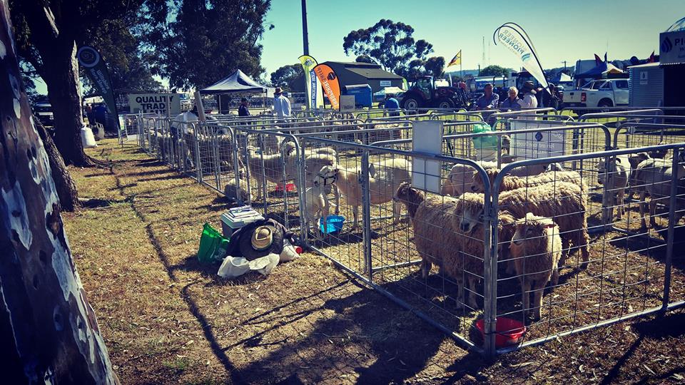 Babydoll sheep display
Brunswick Agricultural show 