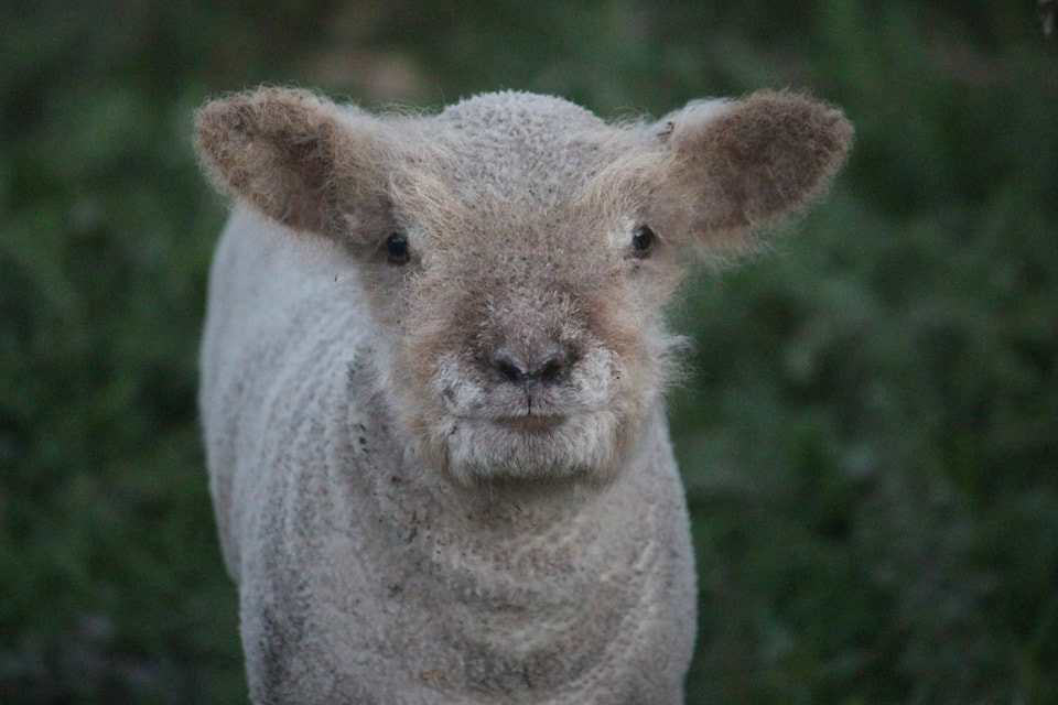 babydoll lamb