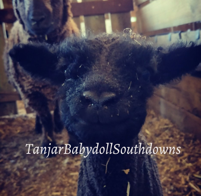 Coloured Babydoll Southdown Lamb