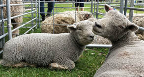 Babydoll lamb and ewe at Kelmscott Agricultural show 