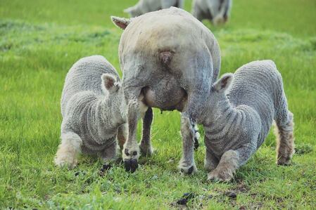 Babydoll ewe feeding twin lambs