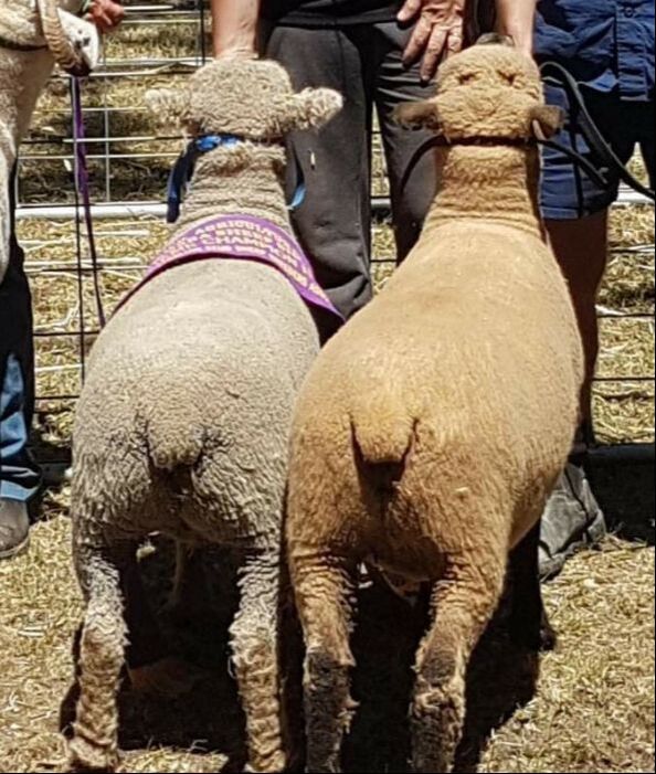 Champion Babydoll Sheep Tanjar Little Fox winning the Champion ewe of show Brunswick Agricultural Show 