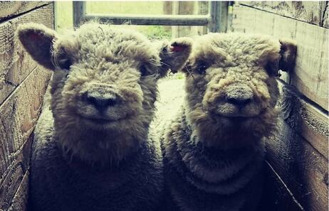 Babydoll ewe lambs 