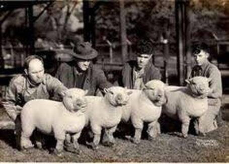 Babydoll Southdown Sheep History
