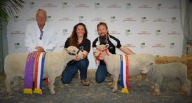 Champion Babydoll Ram and Ewe with lamb at foot at the Perth Royal Show 