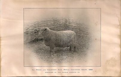 Babydoll Southdown Sheep History