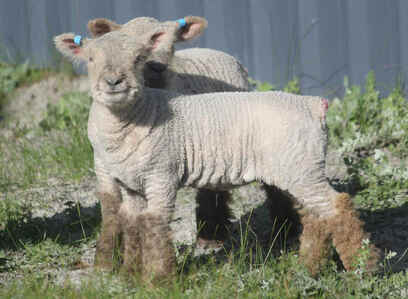 Babydoll twin lambs Babydoll sheep often have twin lambs 