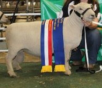 Champion Babydoll Ram Tanjar Little Spot has gained enough points to be Titled Australian Champion 