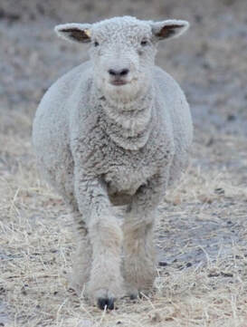 Babydoll ewe lamb 