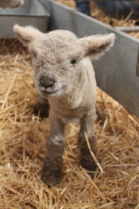 Babydoll ewe lamb at the Perth Royal Show 