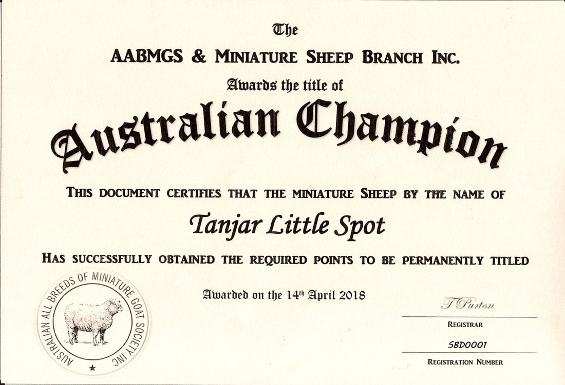 AABMGS Championship Titled Babydoll ram Tanjar Little Spot