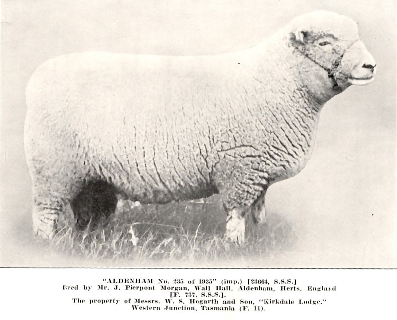 Babydoll Southdown Sheep History Imported Ram