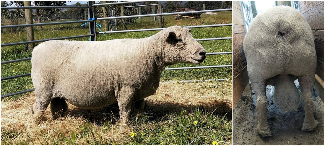 Babydoll Ram Used in our stud He is a great example of a Babydoll Southdown Sheep 
