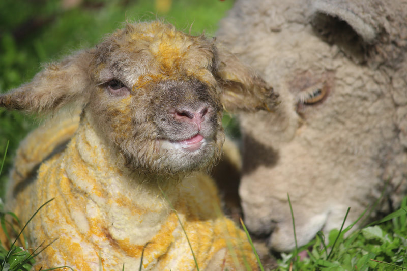 Ewe and her newborn ewe lamb 