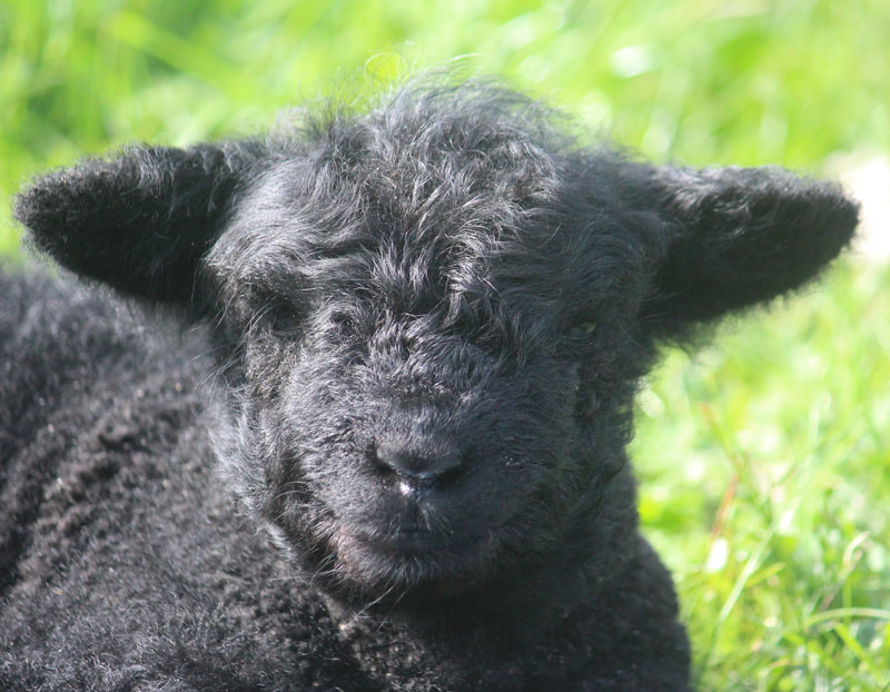 Coloured Babydoll Southdown Lamb