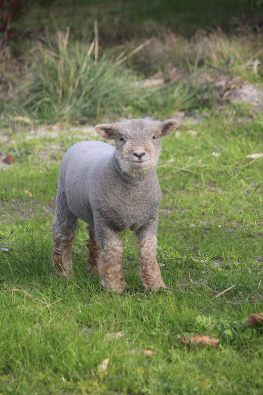 Babydoll ewe standing in paddock 