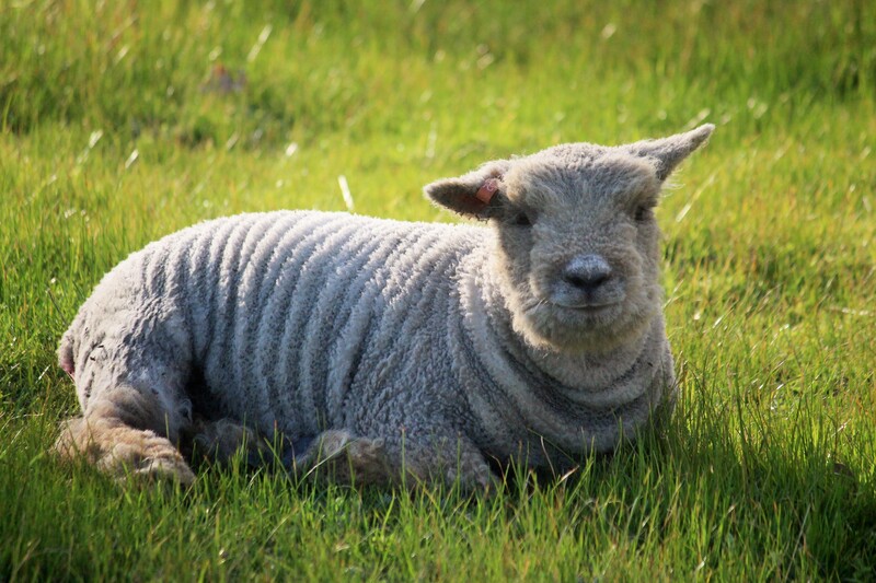 Babydoll ewe lamb lying down 