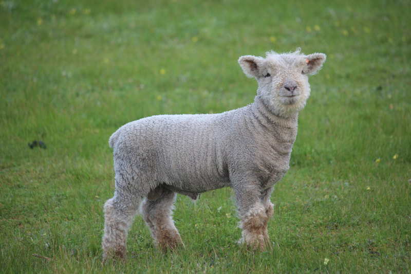Babydoll ram lamb