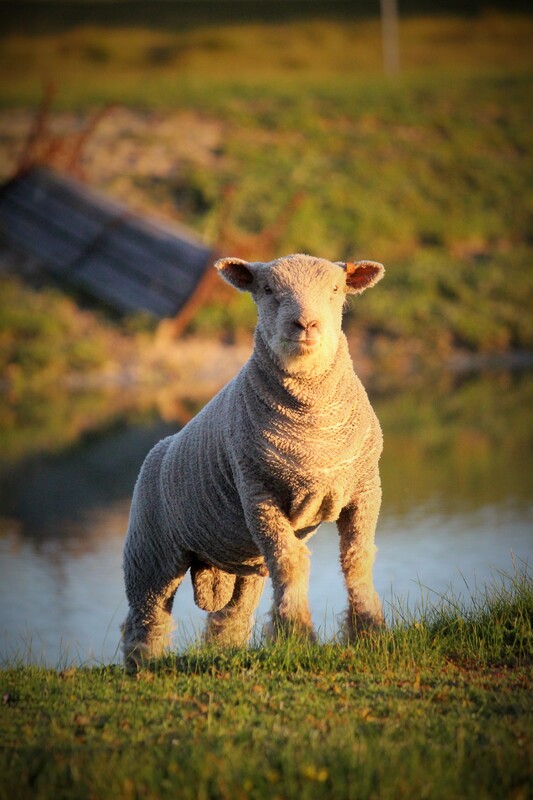 Babydoll ram lamb 