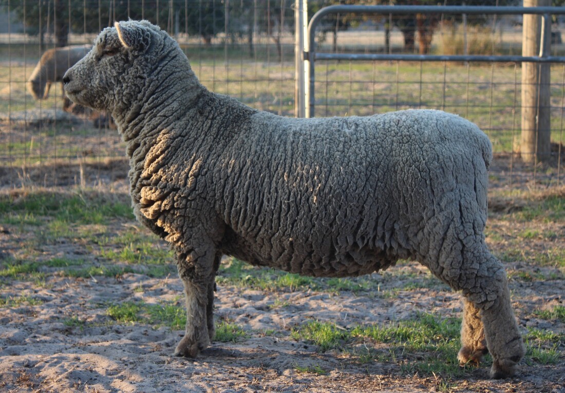 Babydoll Southdown Ewe photo used for AABMGS Registration 