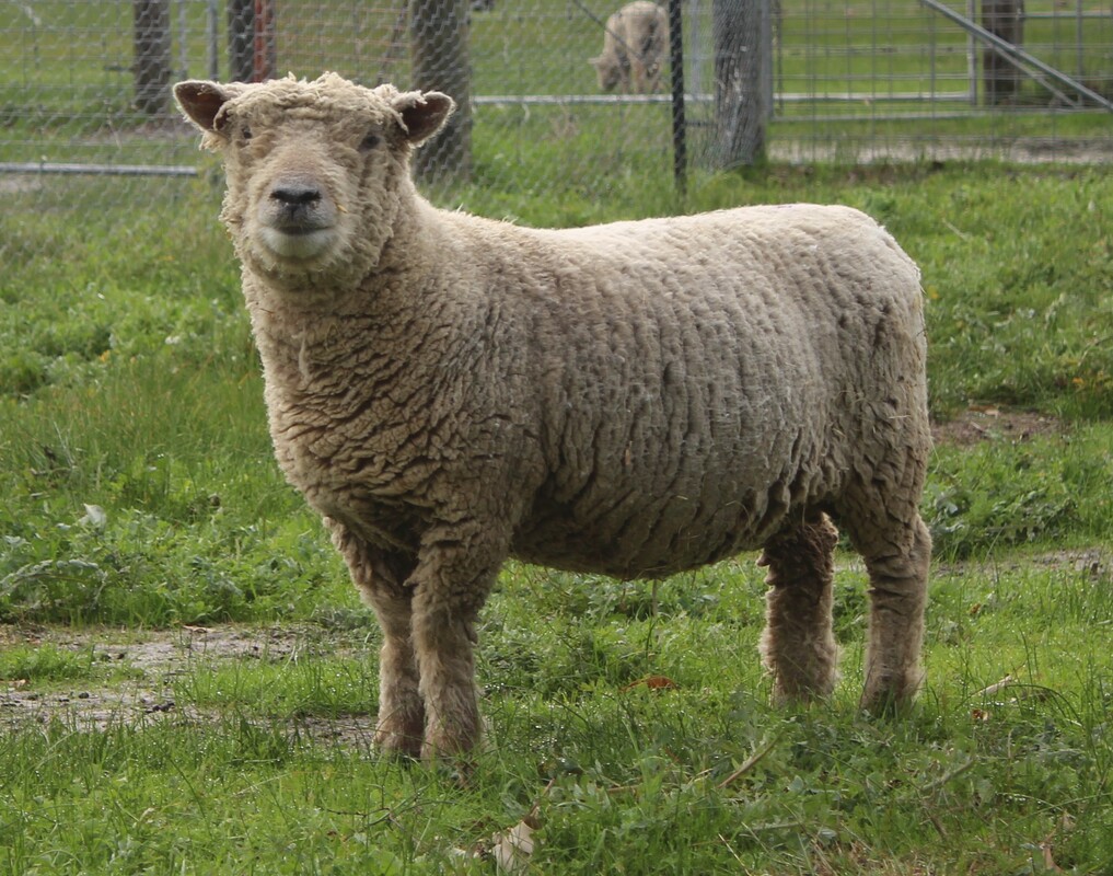 Babydoll ewe a fine example of a Babydoll Southdown Sheep 