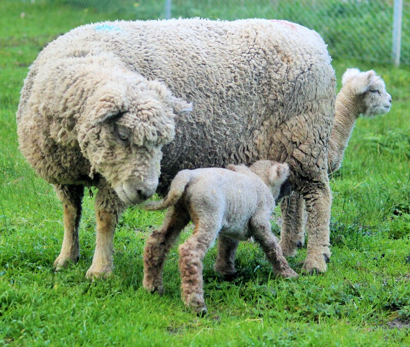 Ewe and her twin lambs 